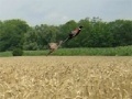 Hra Pheasant Hunting