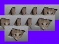 Hra Ceiling Cat Invaders