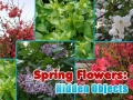 Hra Spring Flowers: Hidden Objects