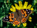 Hra Jigsaw Puzzle: Spring