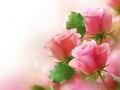 Hra Pink Roses