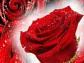 Hra Red Roses