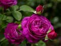 Hra Purple Roses