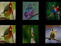 Hra Memorize the birds