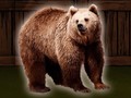 Hra Save The Grizzly Bear