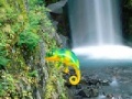 Hra Colorful Chameleon Sniper