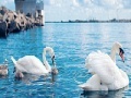 Hra Swan family slide puzzle