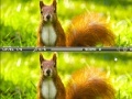 Hra Squirrel difference