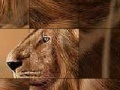 Hra Big brave lion slide puzzle