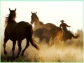 Hra Cowboy Horses Sliding
