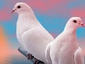 Hra Lovely white doves slide puzzle