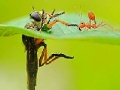 Hra Little ant and leaf slide puzzle