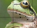 Hra Sweet Green Frog Slide Puzzle