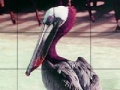 Hra Pink headed pelican slide puzzle