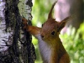 Hra Cute squirrels slide puzzle