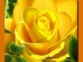 Hra Yellow Roses