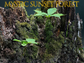 Hra Mystic sunset forest