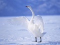 Hra Graceful Swans