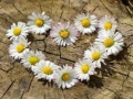 Hra Daisy Heart Jigsaw