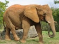 Hra Animals Jigsaw Puzzle - Elephants