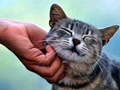 Hra Tickling Cat