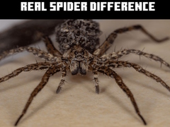 Hra Real Spider Difference