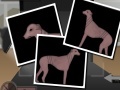 Hra Greyhound Tycoon
