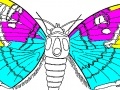 Hra Coloring 5 butterfly