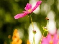 Hra My flowers Hidden Letters