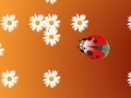 Hra Ladybug and flower
