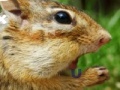 Hra Funny Animals Hidden Alphabet