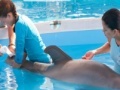 Hra Dolphin Tale. Hidden Numbers