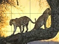 Hra Big wild cats slide puzzle