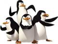 Hry Penguins of Madagascar. Penguins of Madagascar hre